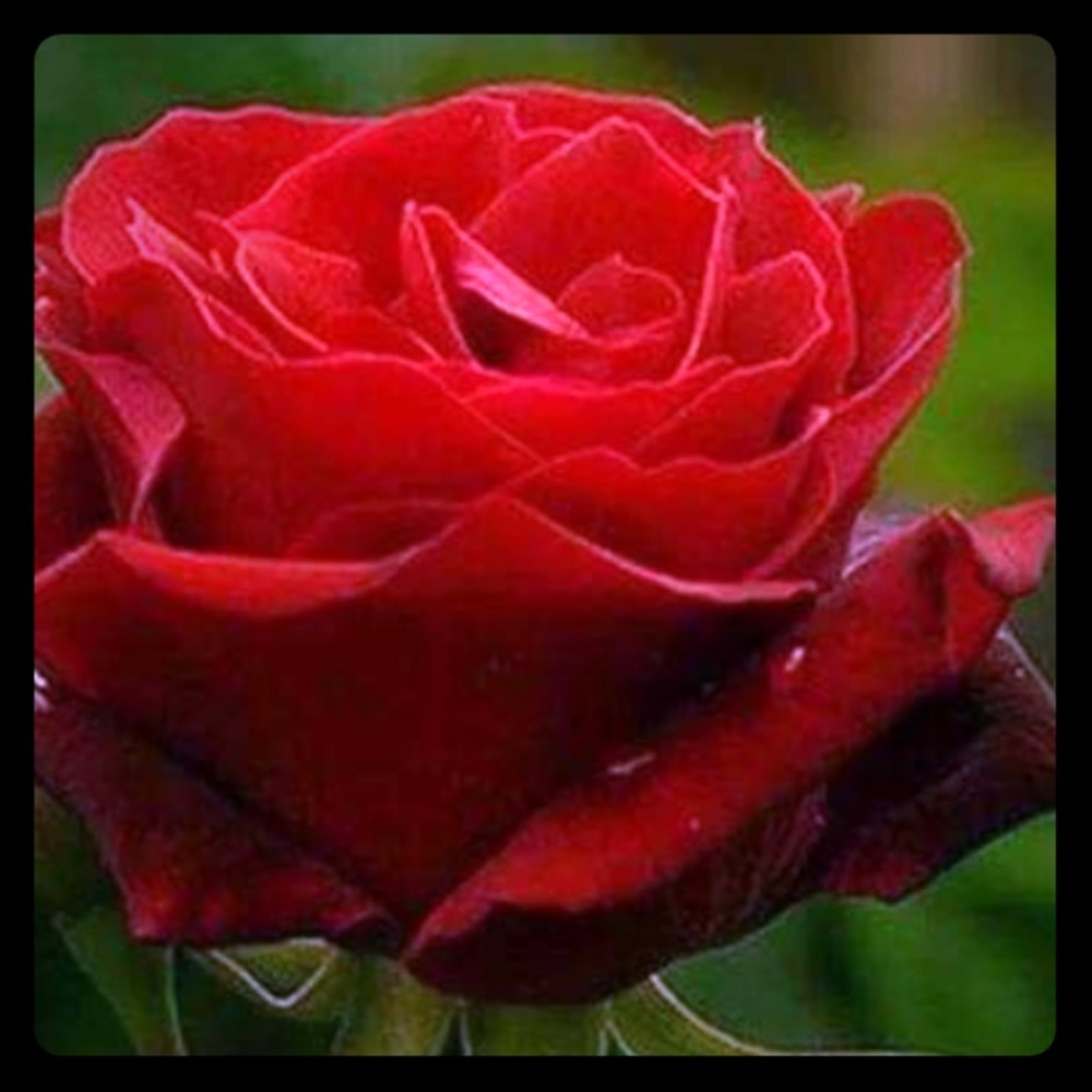 Meet your Posher, Rosa
